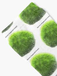 Imagini pentru Cladophora aegagropila