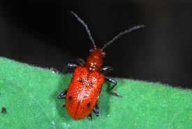 Attēlu rezultāti vaicājumam “Chrysomelidae”