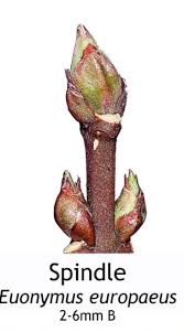 Attēlu rezultāti vaicājumam “Euonymus europaeus bud”