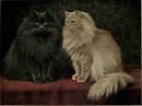 Blue Persians. Continued