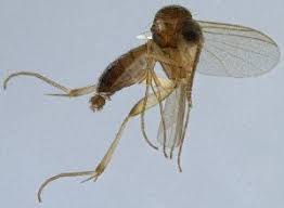 Attēlu rezultāti vaicājumam “Phronia sp.”