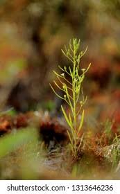 Attēlu rezultāti vaicājumam “Thesium ebracteatum”