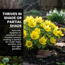 Attēlu rezultāti vaicājumam “Eranthis hyemalis”