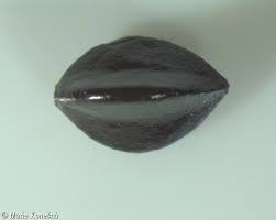 Attēlu rezultāti vaicājumam “Fallopia dumetorum leaf”