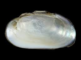 Attēlu rezultāti vaicājumam “Unio crassus”