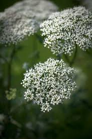 Attēlu rezultāti vaicājumam “Cenolophium denudatum”