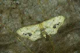 Attēlu rezultāti vaicājumam “Idaea dimidiata”