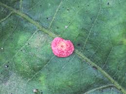 Attēlu rezultāti vaicājumam “Neuroterus albipes”