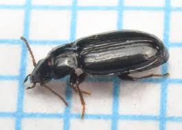 Attēlu rezultāti vaicājumam “Tachyta nana”