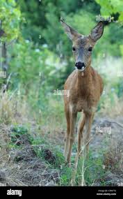 Attēlu rezultāti vaicājumam “Capreolus capreolus”