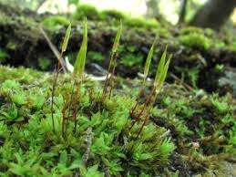 Attēlu rezultāti vaicājumam “Encalypta streptocarpa sporophyte”