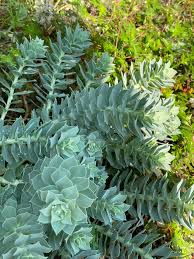 Image result for Wolfsmilch