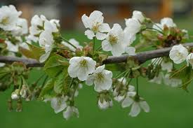 Attēlu rezultāti vaicājumam “Prunus avium flower”