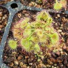 Attēlu rezultāti vaicājumam “Drosera rotundifolia fruit”
