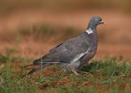 Image result for Columba palumbus