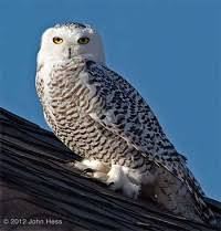 Image result for Bubo scandiacus