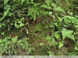 Attēlu rezultāti vaicājumam “Geocalyx graveolens”