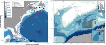 Image result for Vazella pourtalesii