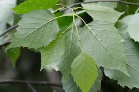 Attēlu rezultāti vaicājumam “Betula papyrifera”