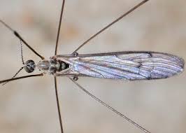 Attēlu rezultāti vaicājumam “Limoniidae”