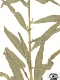 Attēlu rezultāti vaicājumam “Erysimum hieracifolium”