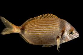 Image result for Diplodus vulgaris