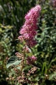 Attēlu rezultāti vaicājumam “Menziesia ferruginea flower”