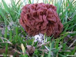 Attēlu rezultāti vaicājumam “Gyromitra”