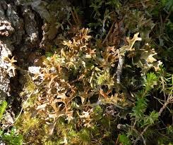 Attēlu rezultāti vaicājumam “Cetraria islandica”