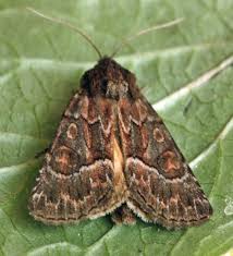 Attēlu rezultāti vaicājumam “Thalpophila matura”