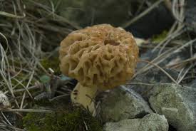 Attēlu rezultāti vaicājumam “Morchella esculenta”