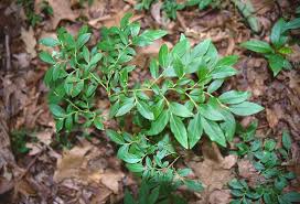 Attēlu rezultāti vaicājumam “Vaccinium angustifolium”