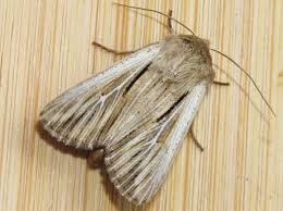 Attēlu rezultāti vaicājumam “Leucania comma”