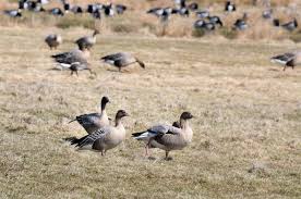 Attēlu rezultāti vaicājumam “Anser brachyrhynchus”