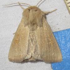 Attēlu rezultāti vaicājumam “Amphipoea”