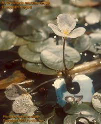 Attēlu rezultāti vaicājumam “Hydrocharis morsus-ranae fruit”