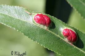 Attēlu rezultāti vaicājumam “Pontania proxima”