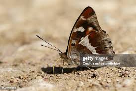 Attēlu rezultāti vaicājumam “Apatura iris male”