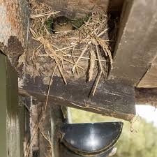 Attēlu rezultāti vaicājumam “Troglodytes troglodytes nest”
