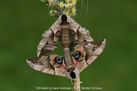 Attēlu rezultāti vaicājumam “Smerinthus ocellata”