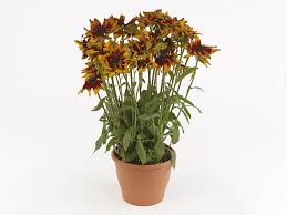 Attēlu rezultāti vaicājumam “Rudbeckia hirta var. hirta leaf”