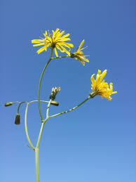 Attēlu rezultāti vaicājumam “Crepis paludosa flower”