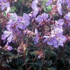 Image result for Geranium pratense