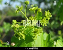 Attēlu rezultāti vaicājumam “Acer campestre flower”