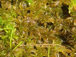 Attēlu rezultāti vaicājumam “Sphagnum sporophyte”
