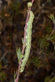 Attēlu rezultāti vaicājumam “Protoschinia scutosa”