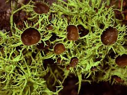 Attēlu rezultāti vaicājumam “Lachnum corticale”