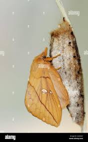 Attēlu rezultāti vaicājumam “Euthrix potatoria”