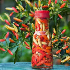 Afbeeldingsresultaat voor chili maya hot pepper hot pepper