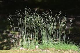 Attēlu rezultāti vaicājumam “Deschampsia flexuosa”